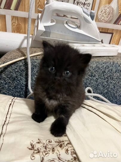 Черный котенок бесплатно