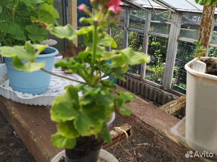 Пеларгонии коллекционные сортовые, липпия сладкая