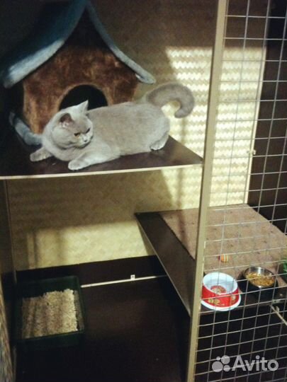 Передержка собак и других домашних животных в туле