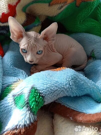 Канадский сфинкс котенок