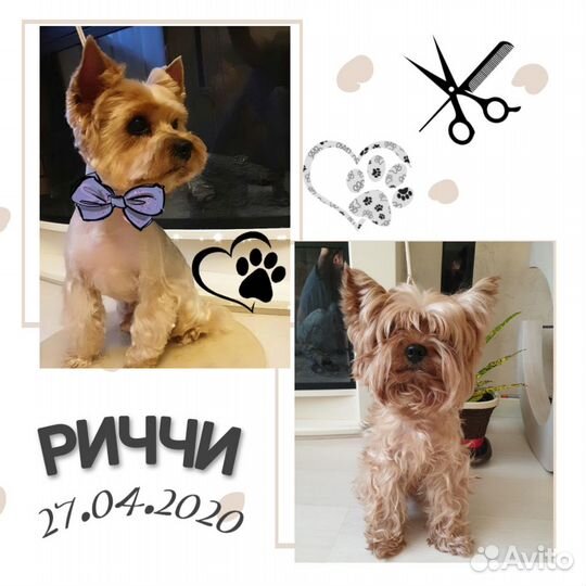 Стрижка собак