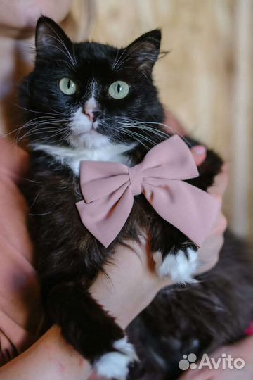 Малышка Асти ждёт вас в приюте