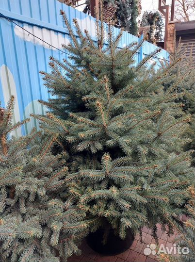Ель 1.2м