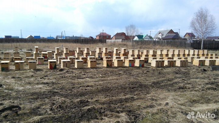 Пчелопакеты пчелы