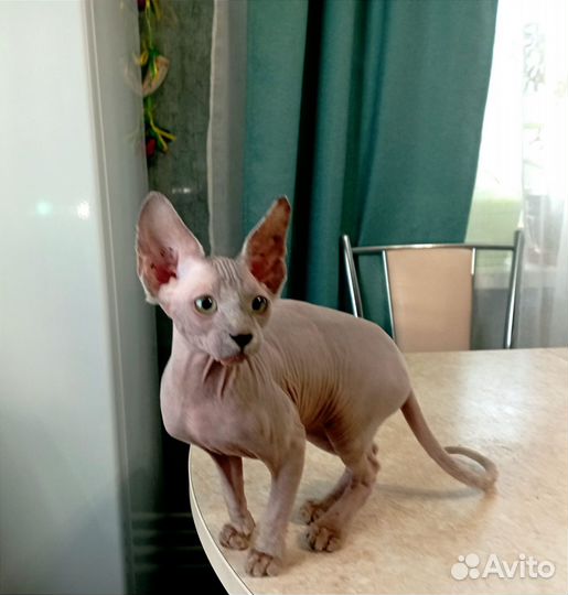 Канадский сфинкс