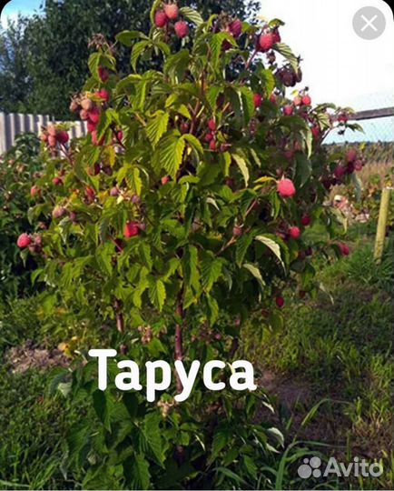 Малиновое дерево Таруса