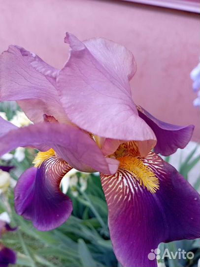 Ирисы