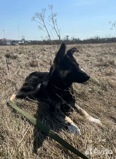 Щенок в дар