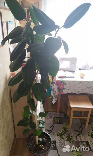 Фикус каучуконосный