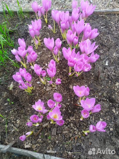 Луковицы безвременника