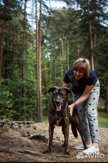 Метис. Гладкошерстный. Собака Энерджайзер