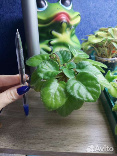 Детки сортовых фиалок