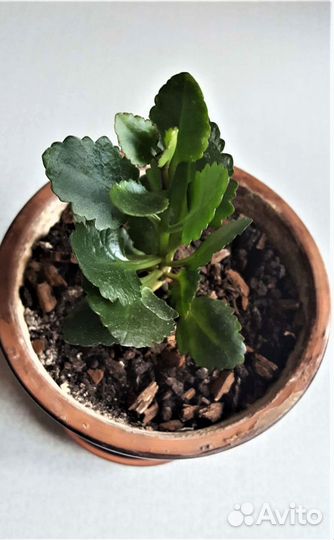 Каланхоэ Каландива Цветущий Оранжевый