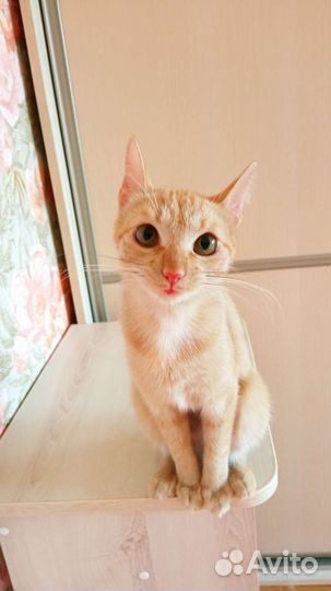 Котенок девочка 8 месяцев домашняя