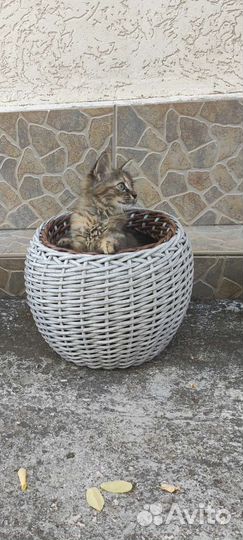 Кашпо из ротанга