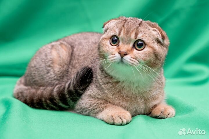 Шотландские котята