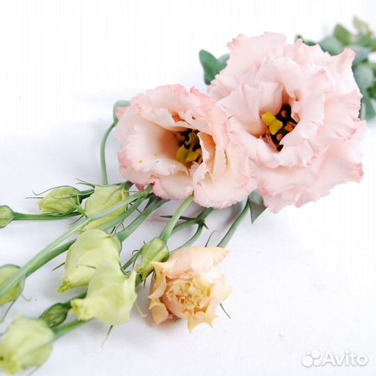 Цветы эустома