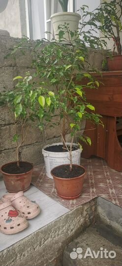 Комнатные растения цветы