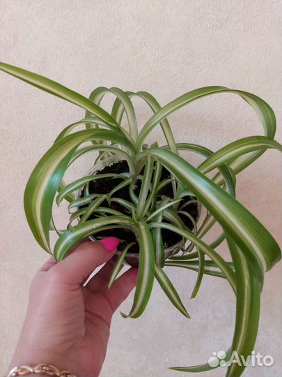 Хлорофитум бонни кучерявый