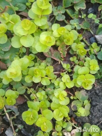 Вербейник монетчатый и Будра вариегатная