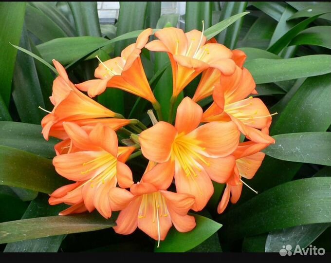 Кливия киноварная взрослая