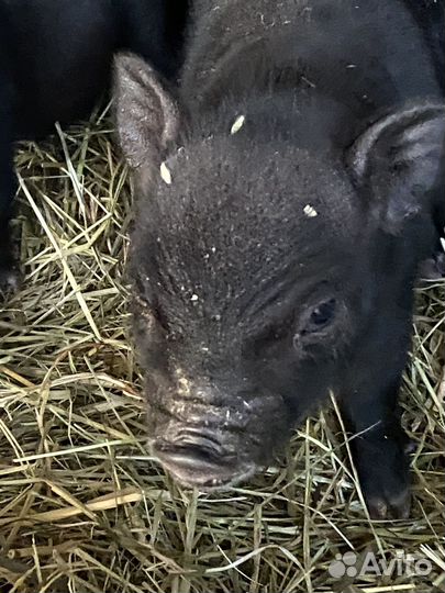 Мини micro пиги