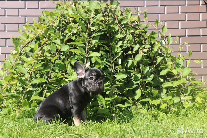 Щенки французского бульдога