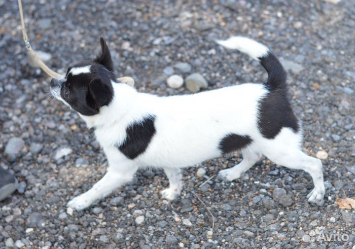 Чихуахуа девочки