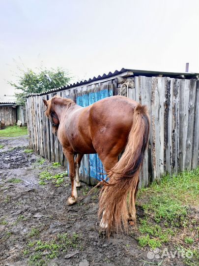 Жеребец 2,4 г. Цена 100000 т.р