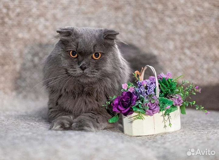 Клевер ищет дом