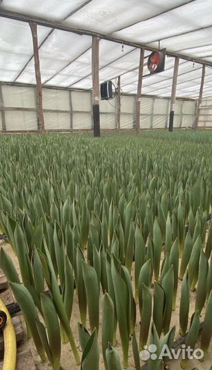 Тюльпаны оптом с теплицы