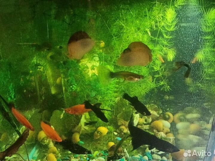 Рыбки мулинезии