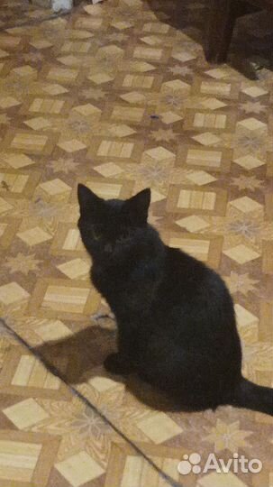 Кошка в дар