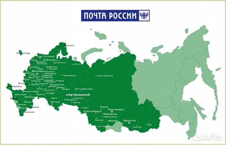 Пузыреплодник Наггет калинолистный - саженцы зкс