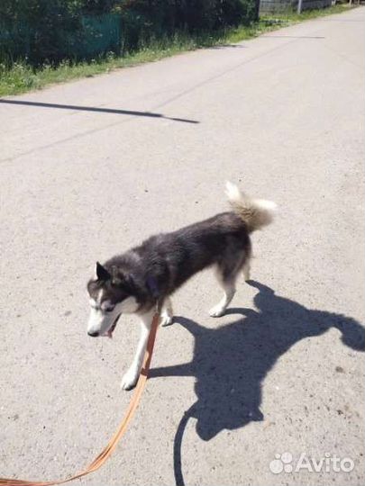 Собаки бесплатно хаски