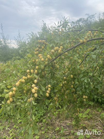 Саженцы желтой и синей сливы