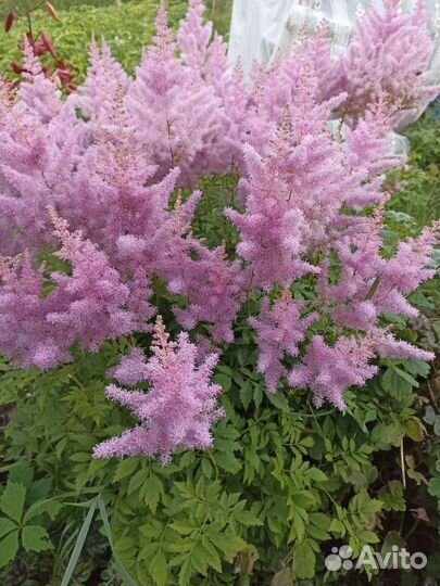 Многолетние красивые цветы (флоксы, астильбы)