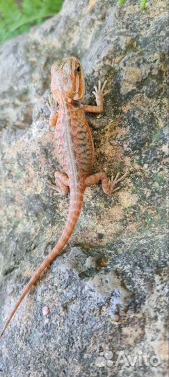 Бородатая агама