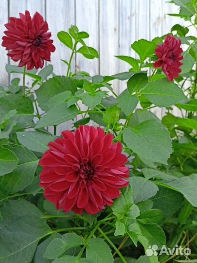 Георгины (клубни)