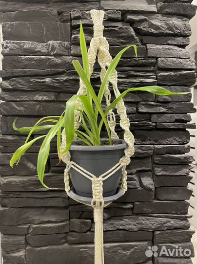 Хлорофитум в кашпо-макраме