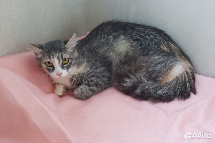 Трехцветка-красотка