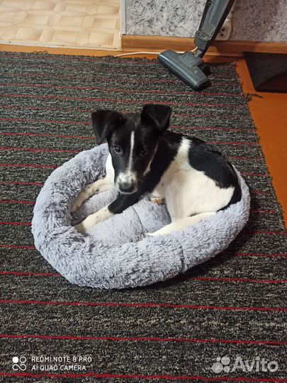 Фокстерьер