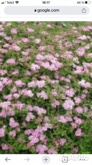 Спирея низкорослая