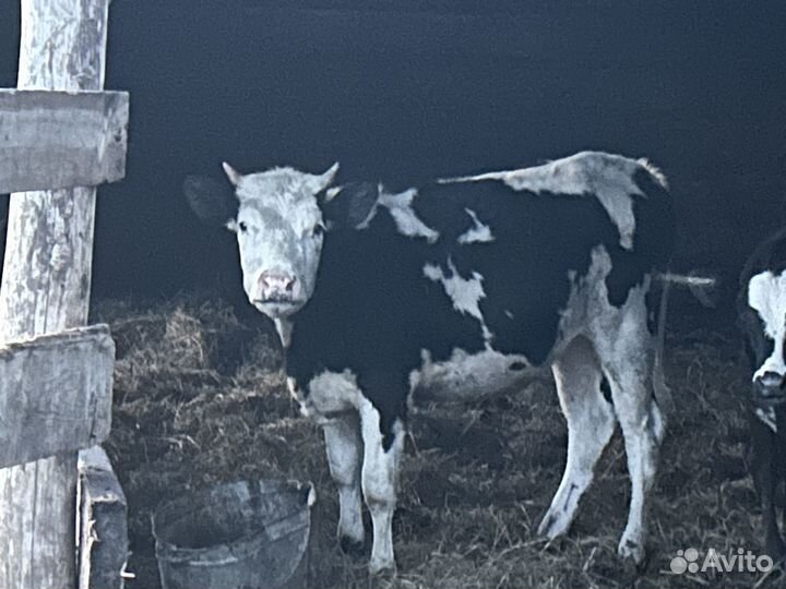 Телки домашние