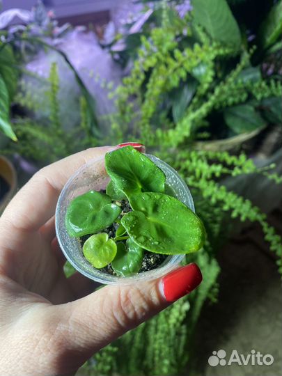 Филодендрон атом