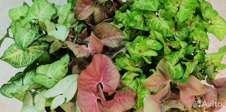 Сингониумы сортовые в ассортименте,комнатные цветы