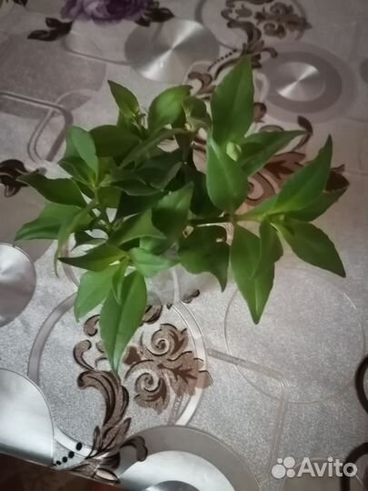 Эсхинантус