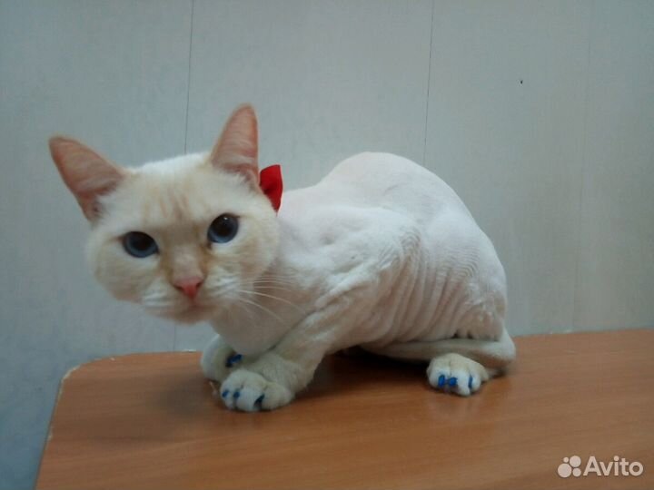 Стрижка кошек