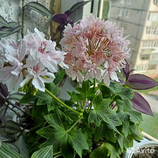 Пеларгония. Белопероне