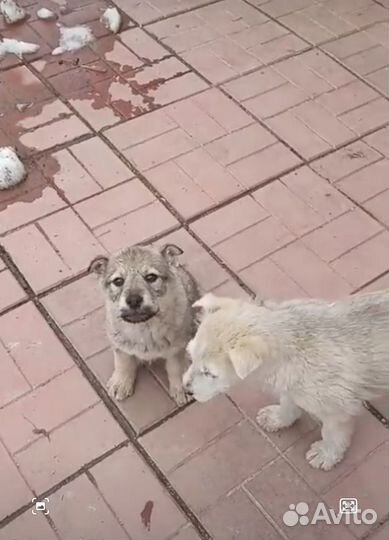 Щенок мальчик 2 мес